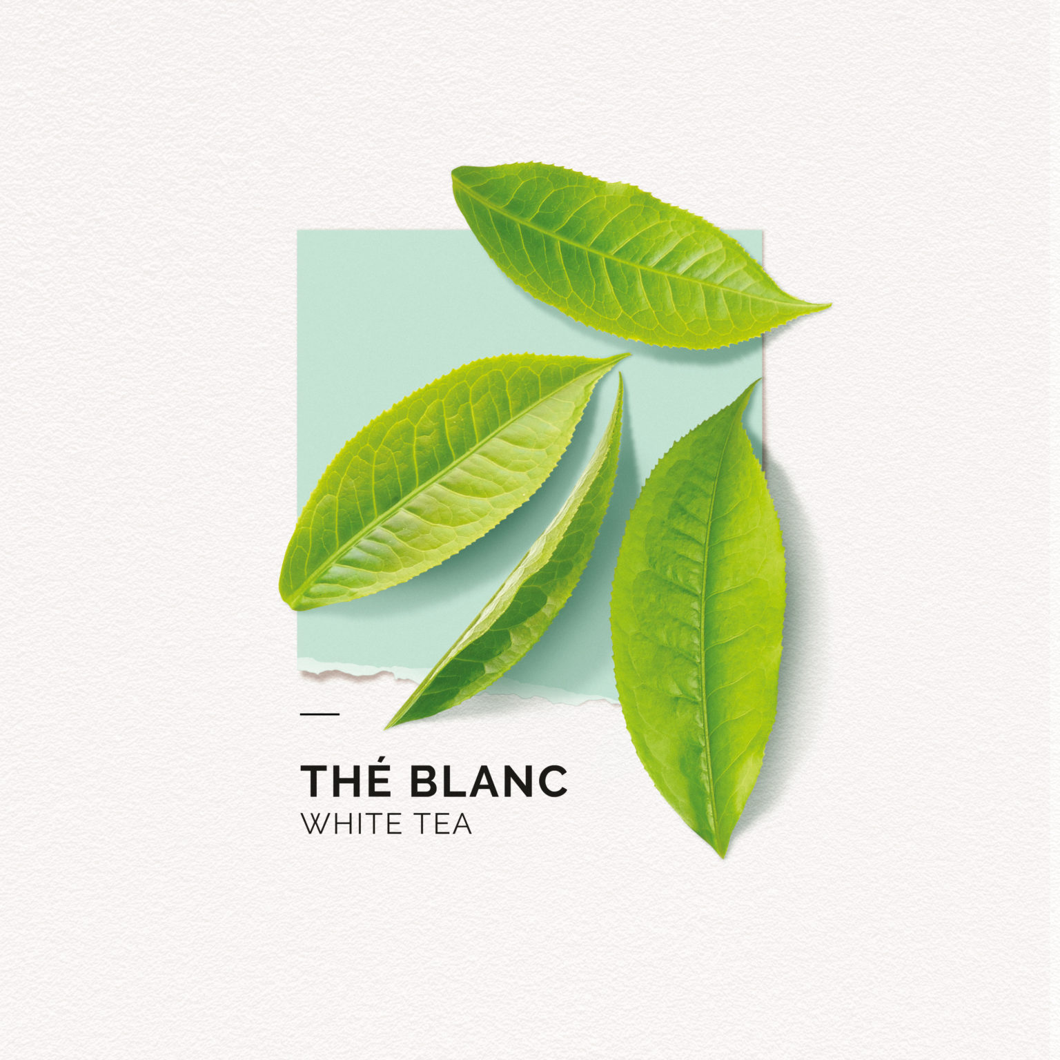 Thé Blanc – C.R.S.T TRADING CO., LTD